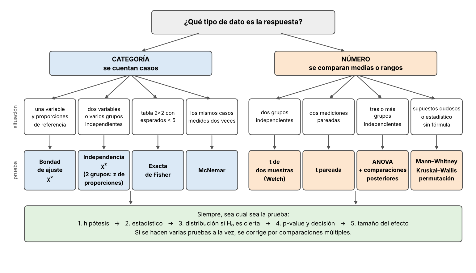 Diagrama de árbol que parte de la pregunta qué tipo de dato es la respuesta. La rama de categoría, donde se cuentan casos, lleva a cuatro pruebas: bondad de ajuste chi-cuadrado para una variable con proporciones de referencia, independencia chi-cuadrado (o z de proporciones con dos grupos) para dos variables o grupos independientes, exacta de Fisher para tablas 2×2 con esperados menores que 5, y McNemar para los mismos casos medidos dos veces. La rama de número lleva a t de dos muestras (Welch), t pareada, ANOVA con comparaciones posteriores, y Mann–Whitney, Kruskal–Wallis o permutación. Un recuadro común recuerda los cinco pasos de toda prueba y la corrección por comparaciones múltiples.